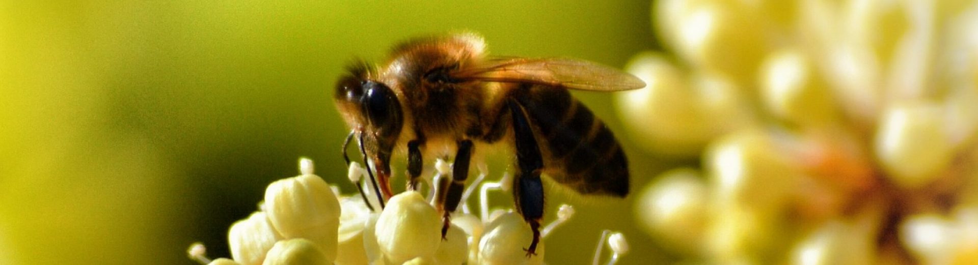 GermanBee